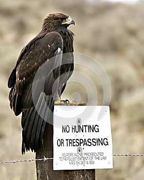 No Hunting Ã¢â¬â Golden Eagle photo
